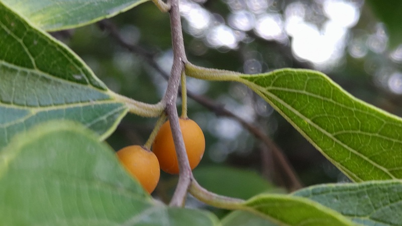 エノキの果実 川崎市幸区