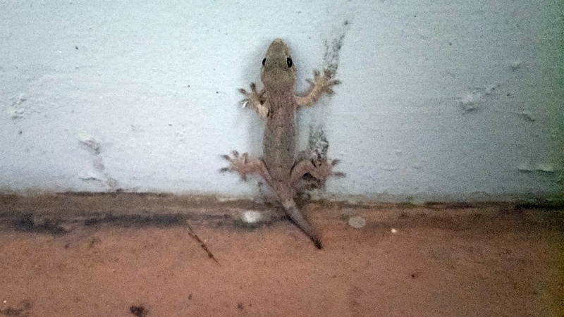 ニホンヤモリ 横浜市旭区中希望が丘