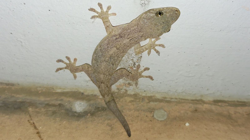 ニホンヤモリ 横浜市旭区中希望が丘