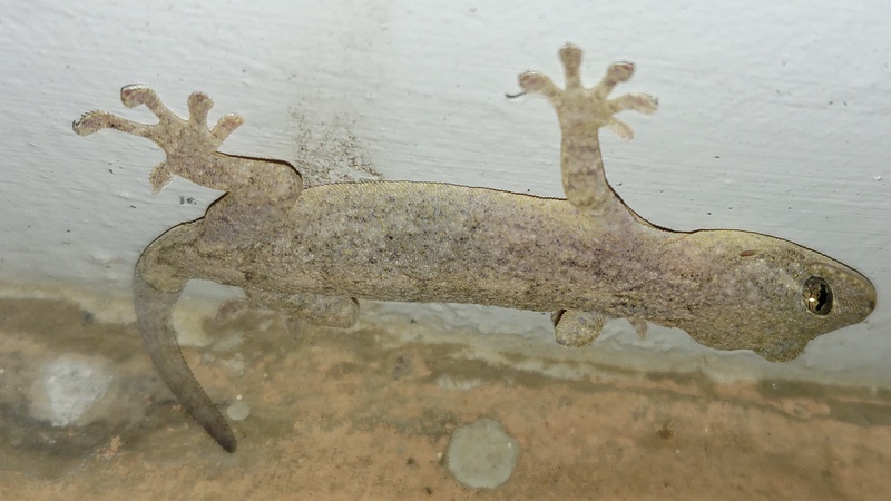 ニホンヤモリ 横浜市旭区中希望が丘