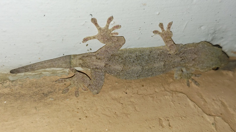 ニホンヤモリ 横浜市旭区中希望が丘