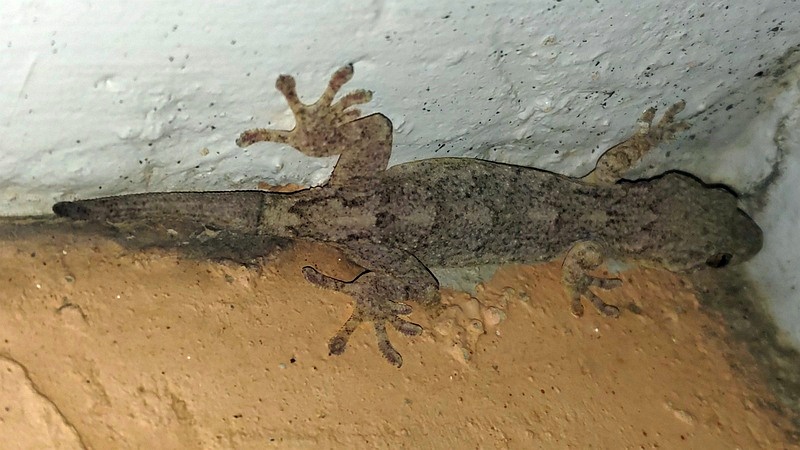 ニホンヤモリ 横浜市旭区中希望が丘