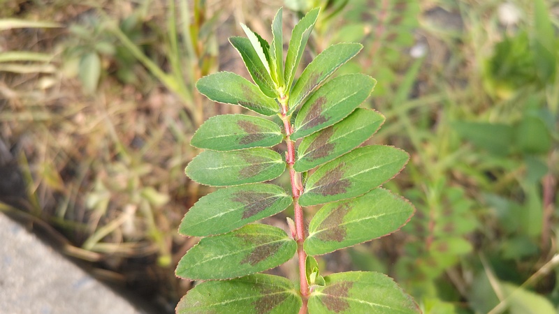 オオニシキソウ 川崎市幸区さいわいふるさと公園