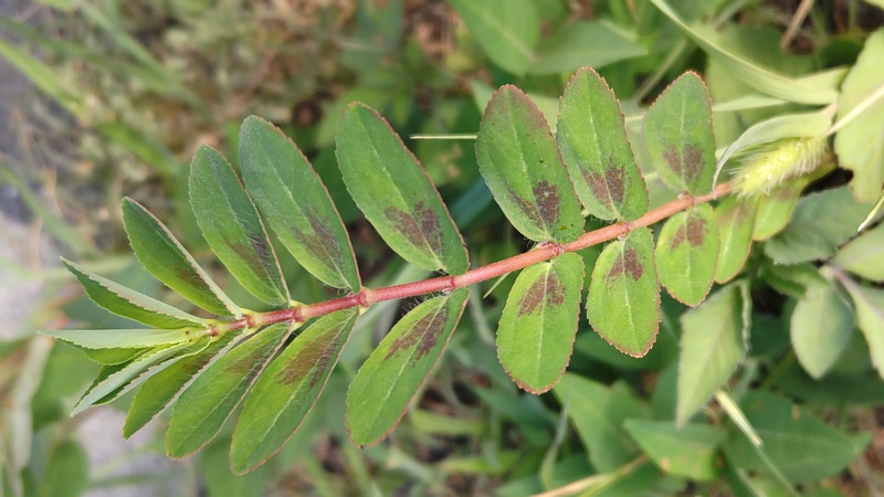 オオニシキソウ 川崎市幸区さいわいふるさと公園