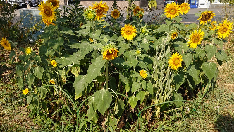 ヒマワリの花 川崎市幸区さいわいふるさと公園