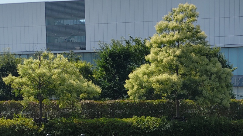 シマトネリコの果実 川崎市幸区