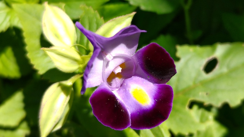 ハナウリクサの花 横浜市旭区希望が丘ふれあいの森公園