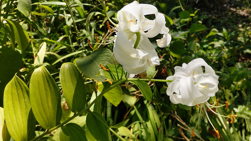 カノコユリの花 横浜市旭区希望が丘水の森公園