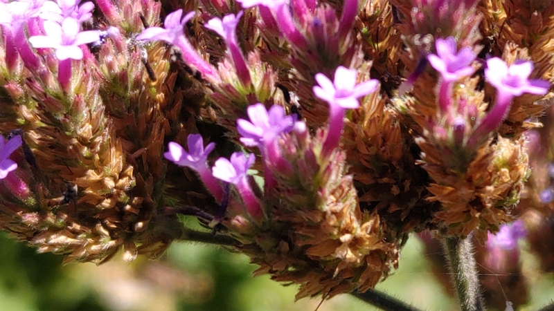 ヤナギハナガサの花と果実 横浜市旭区希望が丘水の森公園