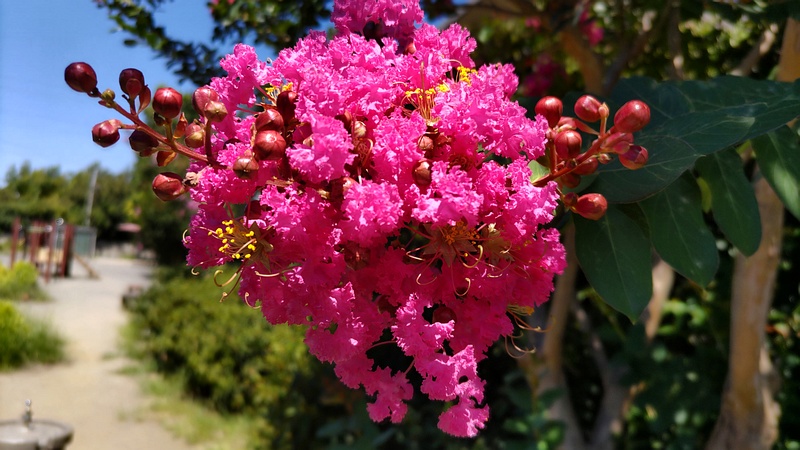 サルスベリの花 横浜市旭区中希望が丘