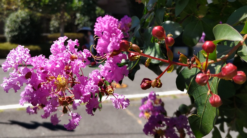 サルスベリの花 横浜市旭区中希望が丘
