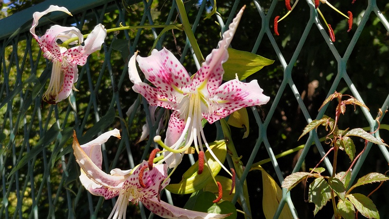 カノコユリの花 横浜市旭区中希望が丘
