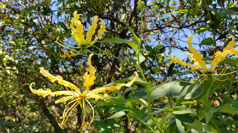 キツネユリの花 横浜市旭区中希望が丘