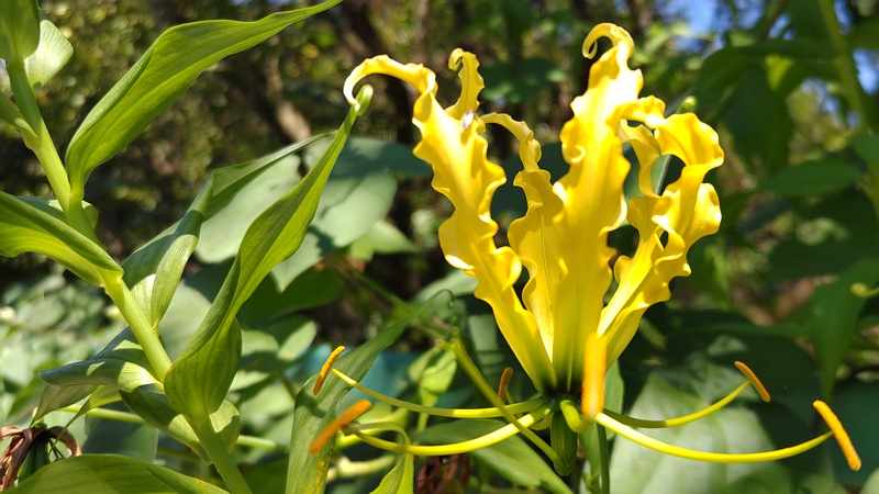 キツネユリの花 横浜市旭区中希望が丘