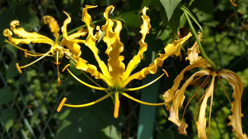 キツネユリの花 横浜市旭区中希望が丘
