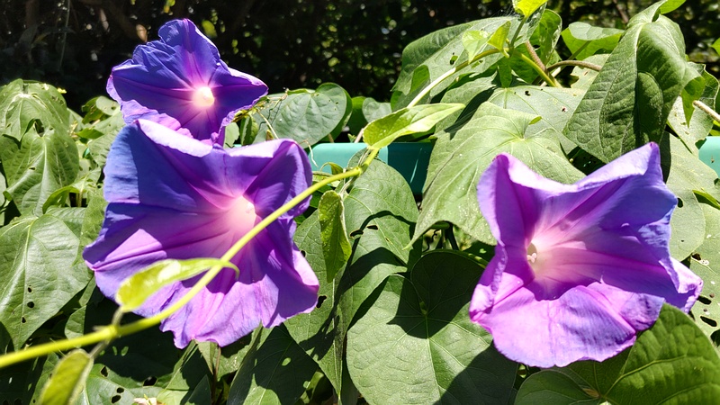 ノアサガオの花 横浜市旭区中希望が丘