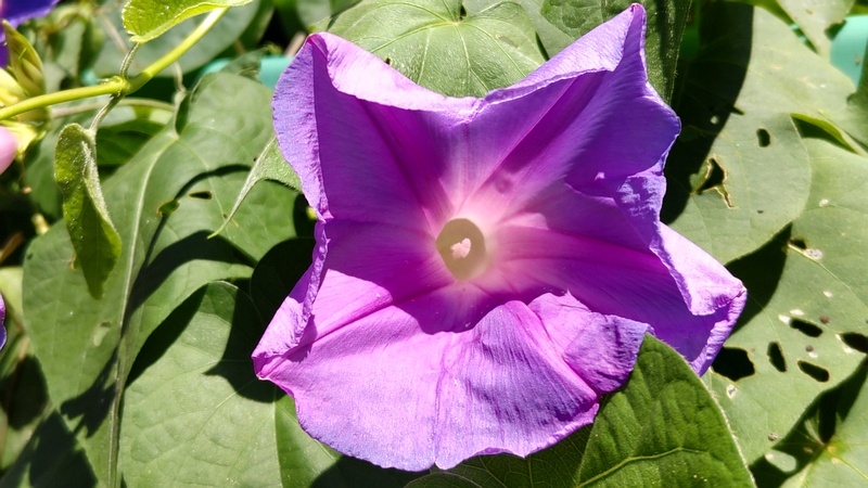 ノアサガオの花 横浜市旭区中希望が丘