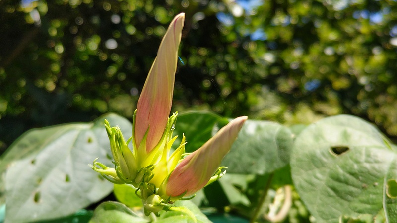 ノアサガオの蕾 横浜市旭区中希望が丘