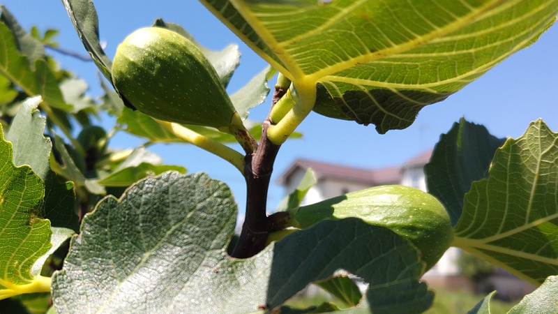 イチジクの花嚢 横浜市旭区中希望が丘