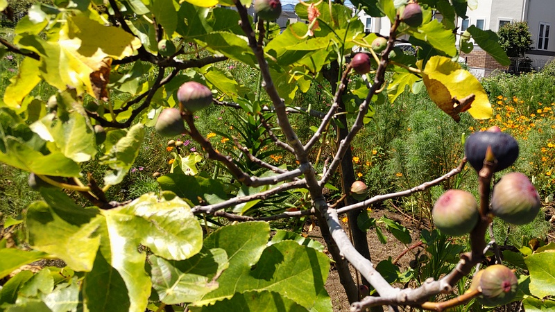 イチジクの花嚢 横浜市旭区中希望が丘
