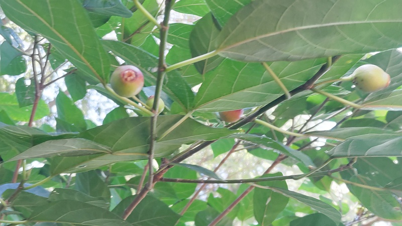 イヌビワの雄花嚢 横浜市瀬谷区長屋門公園