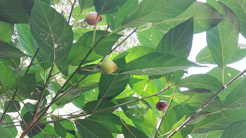 イヌビワの雄花嚢 横浜市瀬谷区長屋門公園