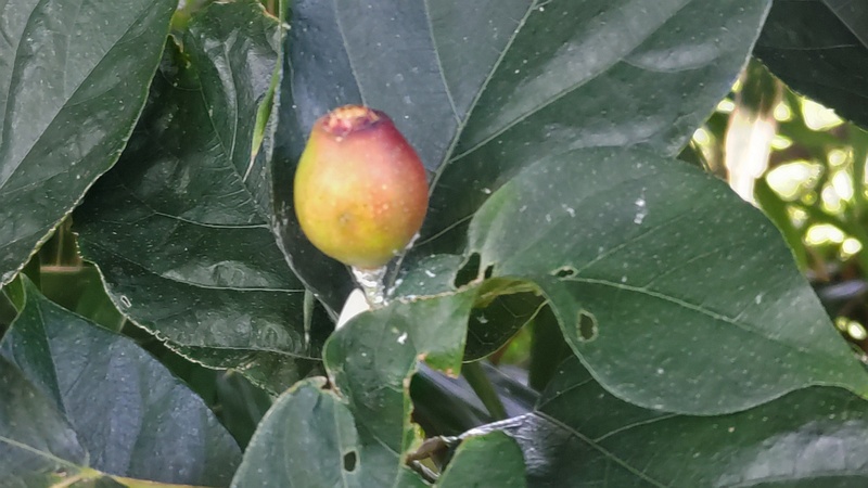 イヌビワの雄花嚢 横浜市瀬谷区長屋門公園