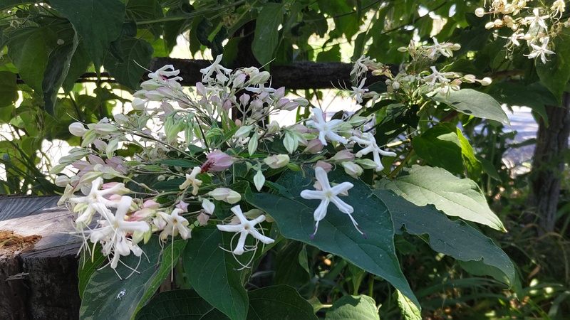 クサギの花 横浜市瀬谷区長屋門公園