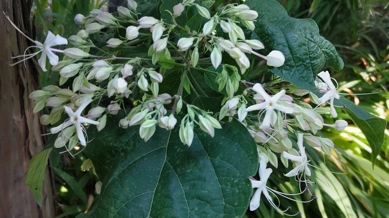 クサギの花 横浜市瀬谷区長屋門公園