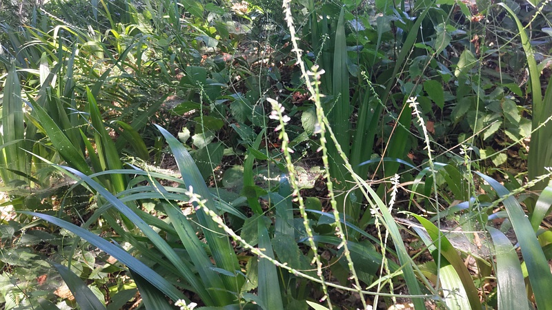 ハエドクソウの花 横浜市瀬谷区長屋門公園
