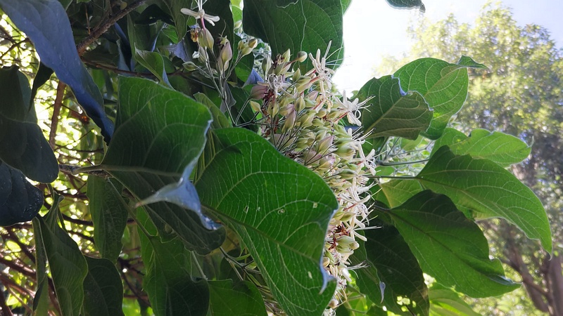 クサギの花 横浜市瀬谷区長屋門公園