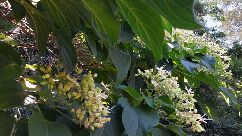 クサギの花 横浜市瀬谷区長屋門公園