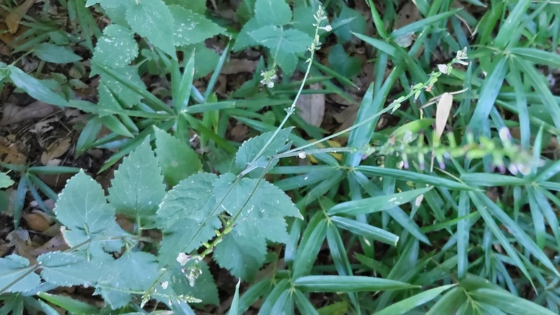 ハエドクソウの花 横浜市瀬谷区長屋門公園