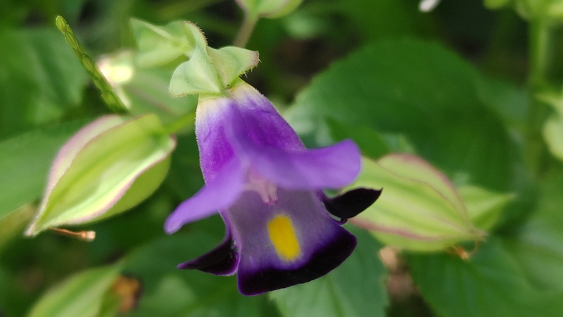 ハナウリクサの花 横浜市瀬谷区長屋門公園