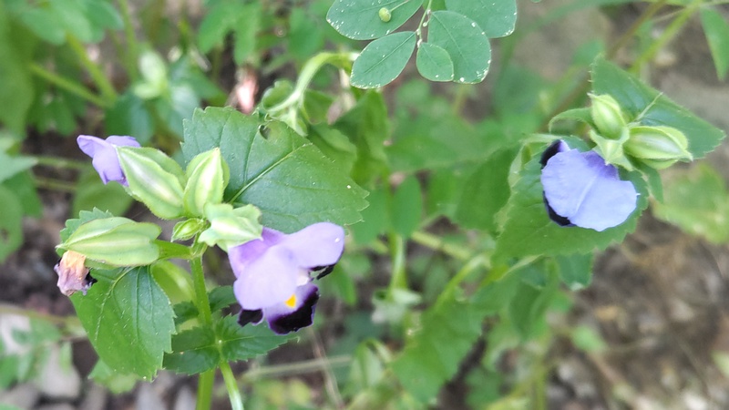 ハナウリクサの花 横浜市瀬谷区長屋門公園