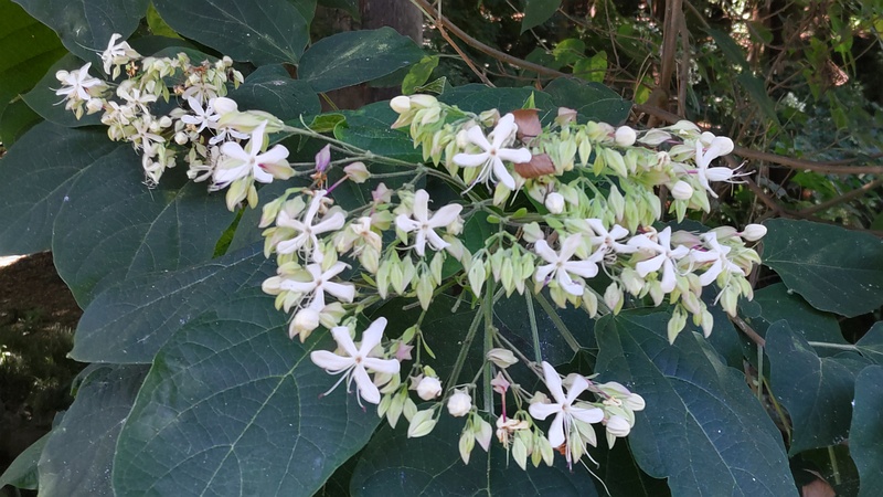 クサギの花 横浜市瀬谷区長屋門公園