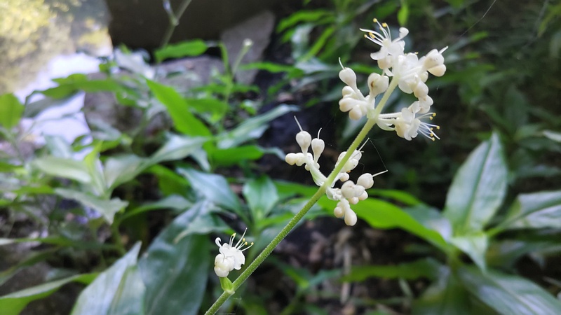 ヤブミョウガの花 横浜市瀬谷区長屋門公園