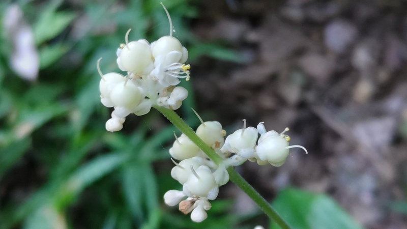 ヤブミョウガの花 横浜市瀬谷区長屋門公園