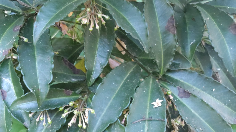マンリョウの花と果実 横浜市瀬谷区長屋門公園