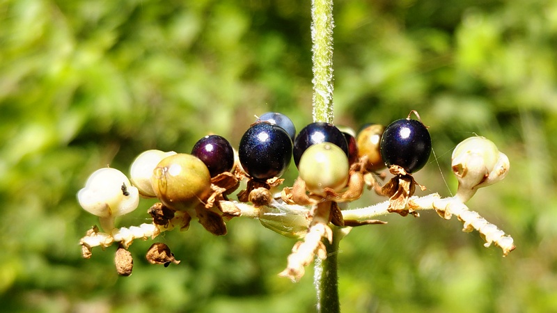 ヤブミョウガの果実 横浜市瀬谷区長屋門公園