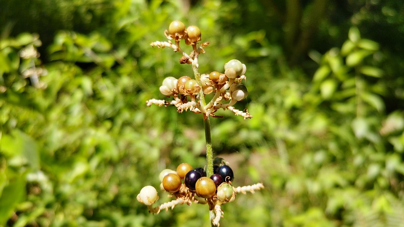 ヤブミョウガの果実 横浜市瀬谷区長屋門公園