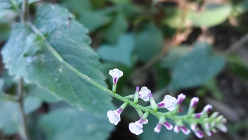 ハエドクソウの花 横浜市瀬谷区長屋門公園