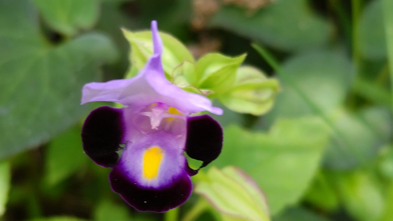 ハナウリクサの花 横浜市瀬谷区長屋門公園