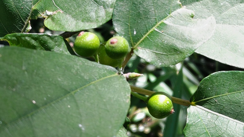 イヌビワの花嚢 横浜市瀬谷区長屋門公園