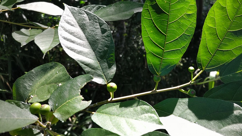 イヌビワの花嚢 横浜市瀬谷区長屋門公園