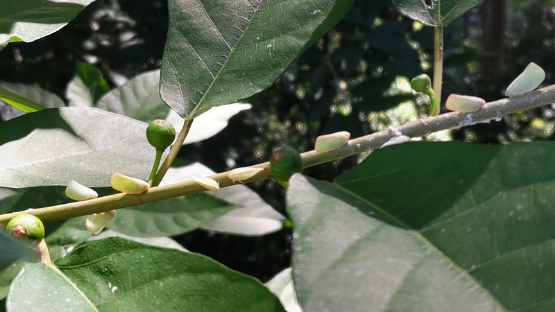 イヌビワの花嚢とアオバハゴロモ 横浜市瀬谷区長屋門公園