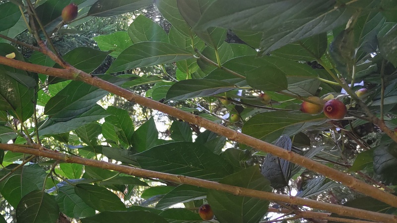 イヌビワの雄花嚢 横浜市瀬谷区長屋門公園