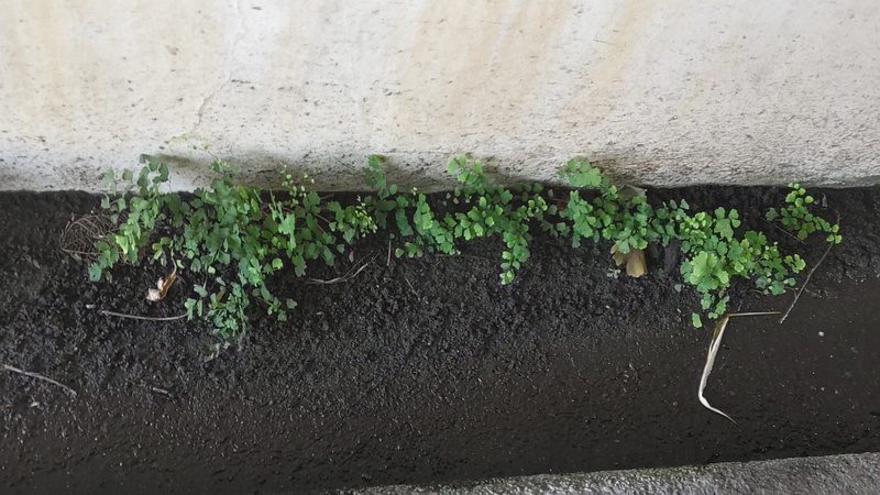 ホウライシダ 横浜市旭区今宿南町