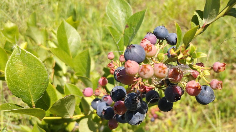 ブルーベリーの果実 横浜市旭区今宿南町