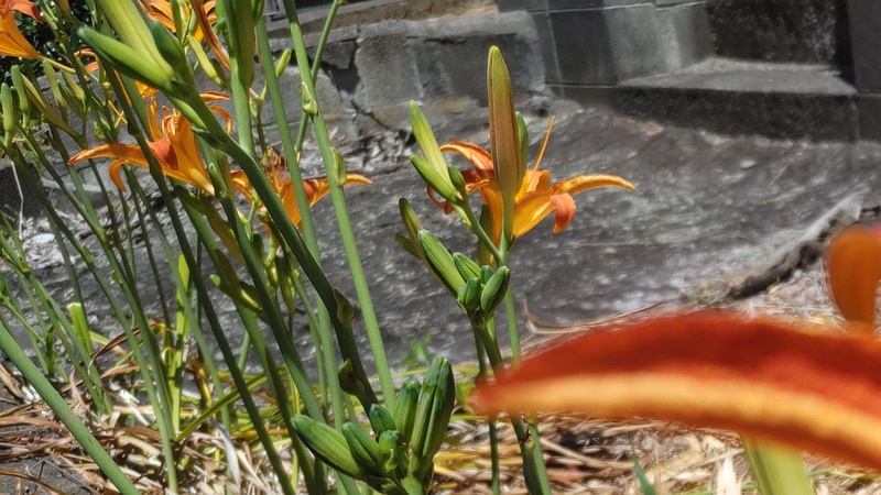 ワスレグサの花 横浜市旭区今宿南町